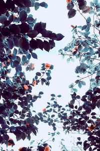 Preview wallpaper roses, flowers, trees, branches