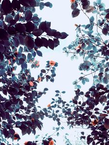 Preview wallpaper roses, flowers, trees, branches