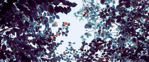 Preview wallpaper roses, flowers, trees, branches