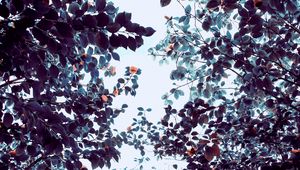 Preview wallpaper roses, flowers, trees, branches