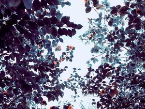 Preview wallpaper roses, flowers, trees, branches