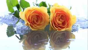 Preview wallpaper roses, flowers, two, yellow, ice, water, reflection