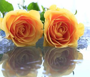 Preview wallpaper roses, flowers, two, yellow, ice, water, reflection