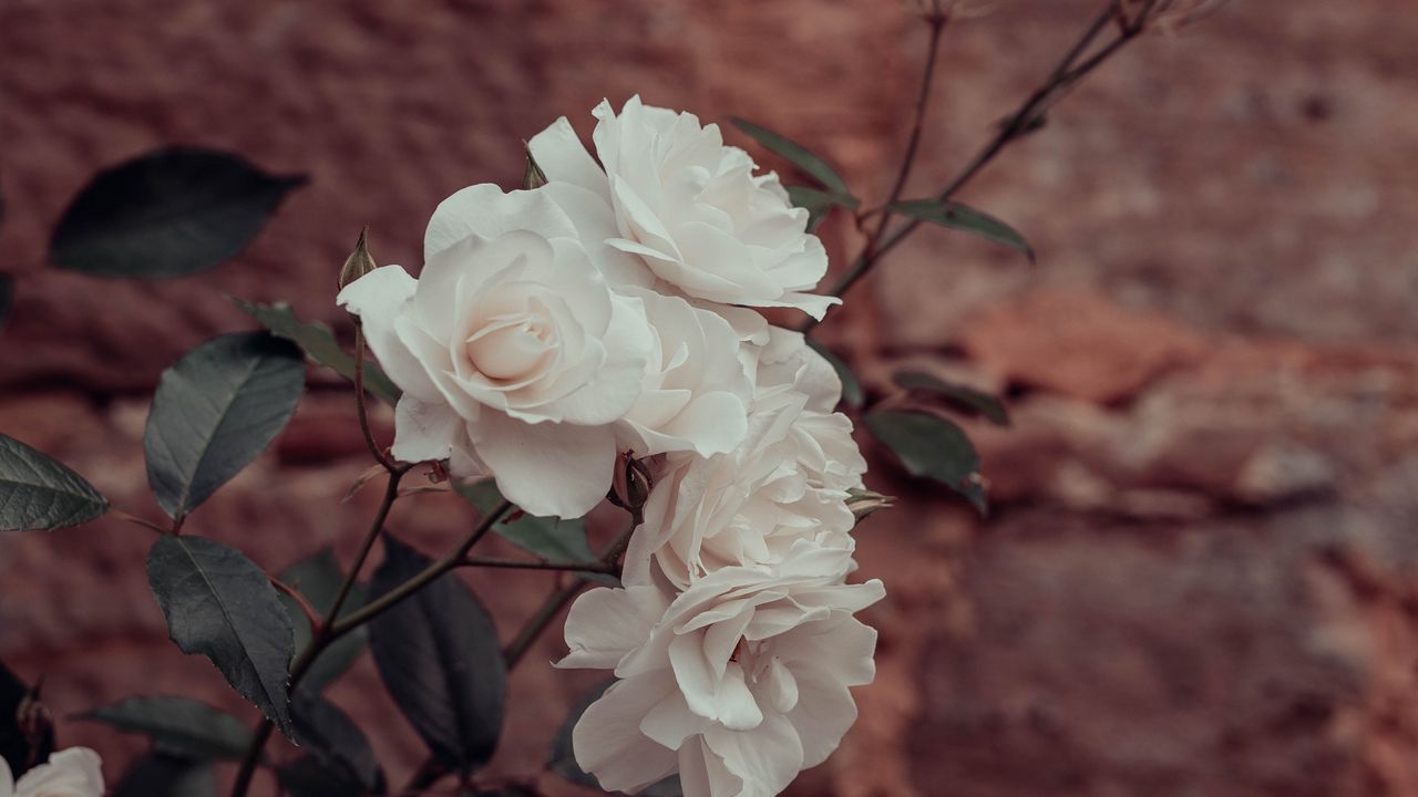 Wallpaper roses, flowers, white, plant, wall