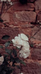 Preview wallpaper roses, flowers, white, plant, wall