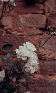 Preview wallpaper roses, flowers, white, plant, wall