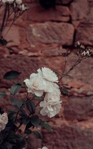 Preview wallpaper roses, flowers, white, plant, wall