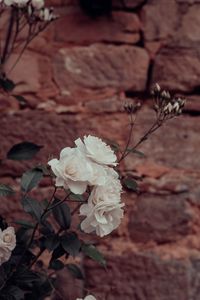 Preview wallpaper roses, flowers, white, plant, wall