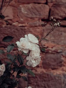 Preview wallpaper roses, flowers, white, plant, wall