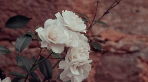 Preview wallpaper roses, flowers, white, plant, wall