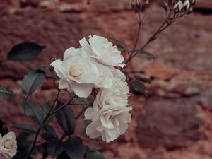 Preview wallpaper roses, flowers, white, plant, wall