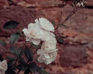 Preview wallpaper roses, flowers, white, plant, wall