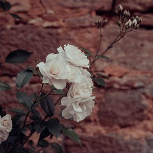 Preview wallpaper roses, flowers, white, plant, wall