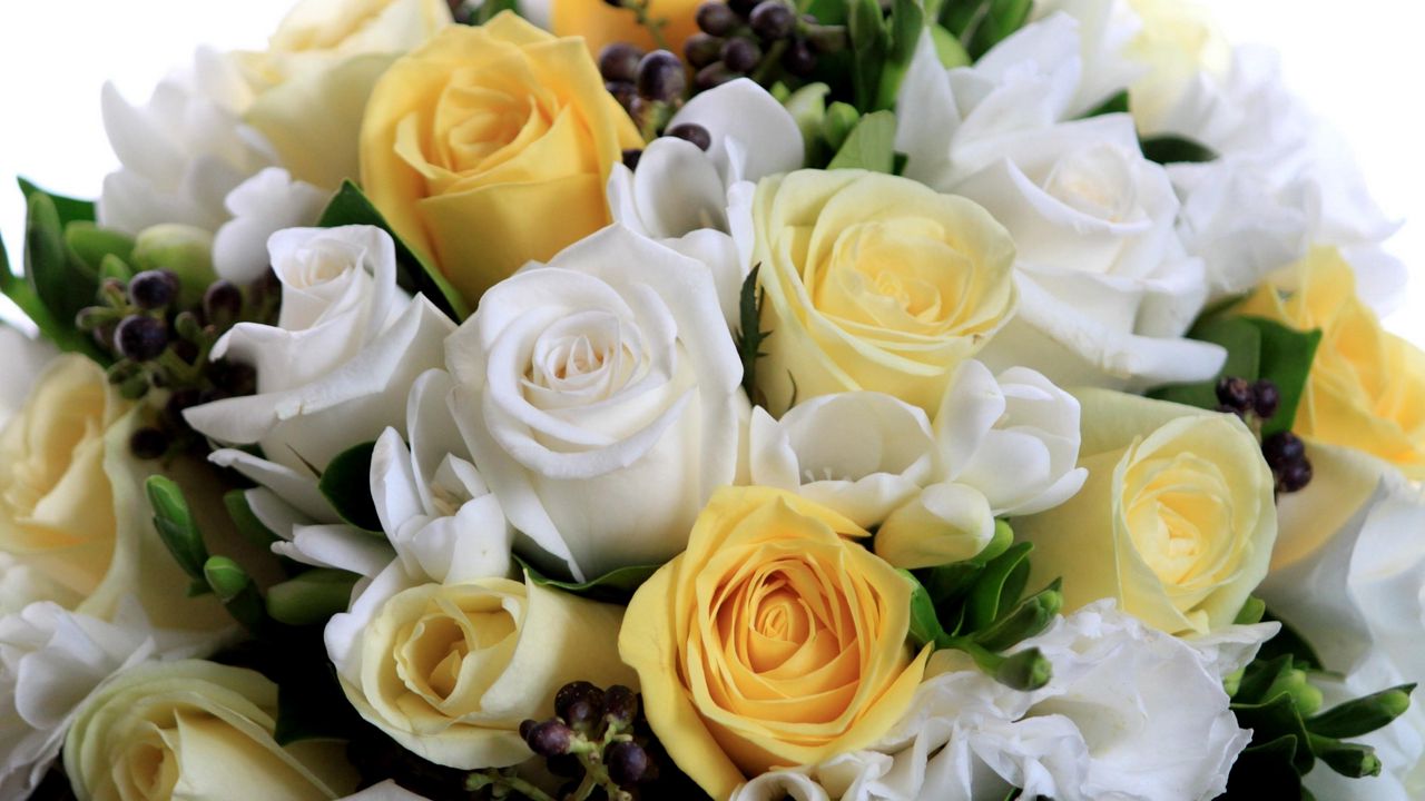 Wallpaper roses, flowers, white, yellow, flower, song, beautifully
