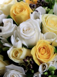 Preview wallpaper roses, flowers, white, yellow, flower, song, beautifully