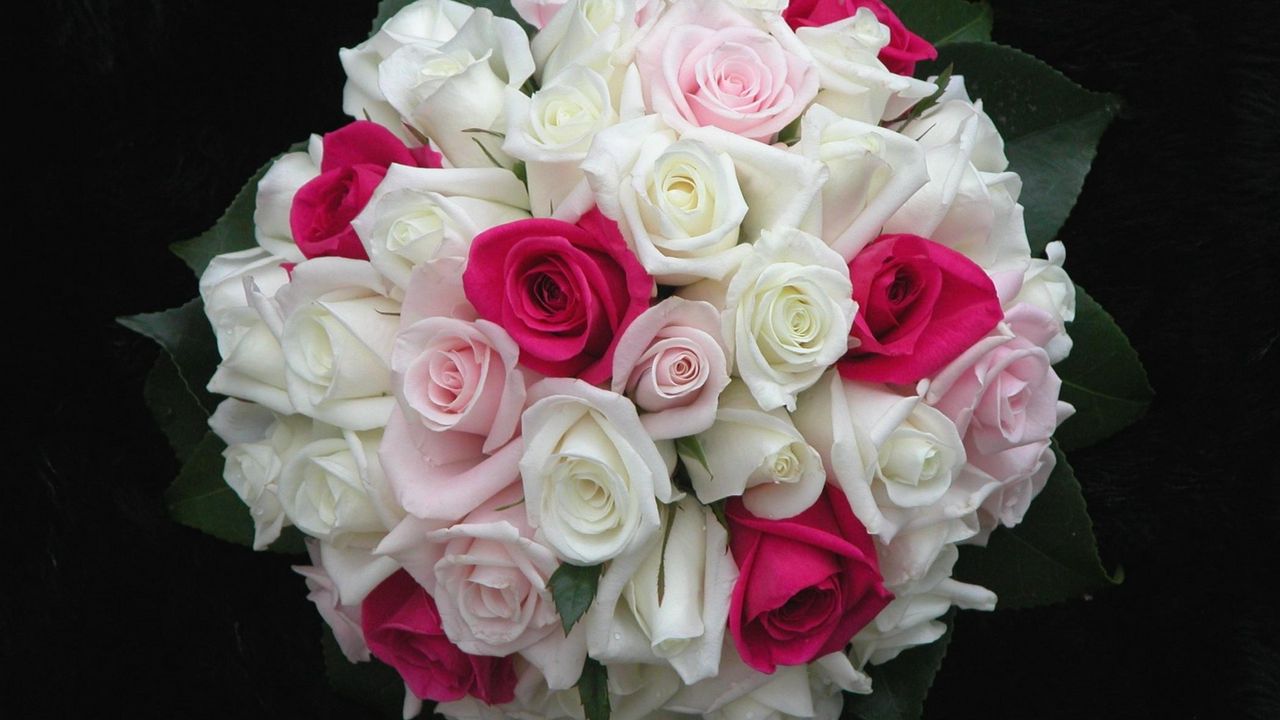 Wallpaper roses, flowers, white, pink, flower, leaf, design, beautifully