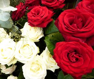 Preview wallpaper roses, flowers, white, red, gypsophila