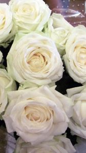 Preview wallpaper roses, flowers, white, flower, packaging