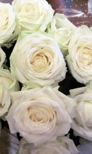 Preview wallpaper roses, flowers, white, flower, packaging