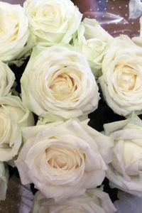 Preview wallpaper roses, flowers, white, flower, packaging