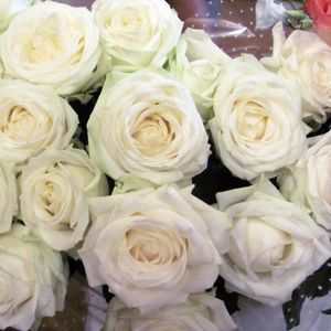 Preview wallpaper roses, flowers, white, flower, packaging