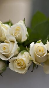 Preview wallpaper roses, flowers, white, buds, are