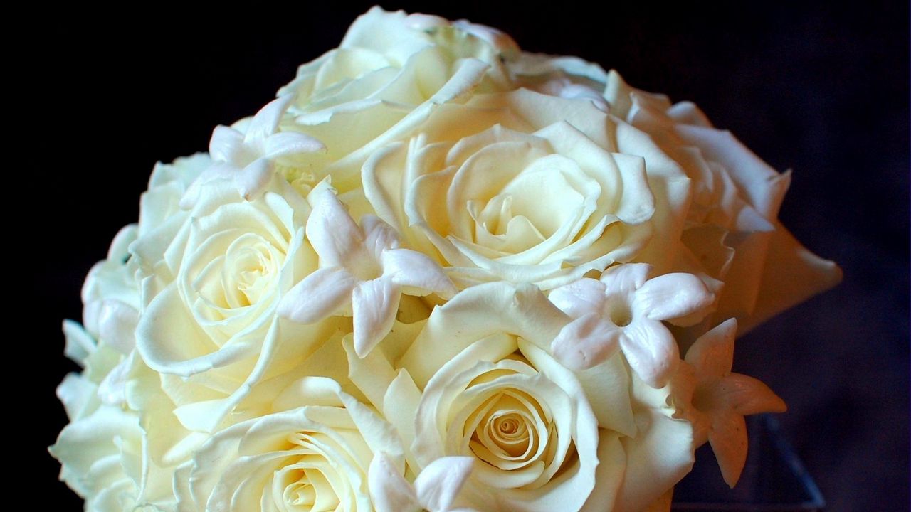 Wallpaper roses, flowers, white, flower, tenderness
