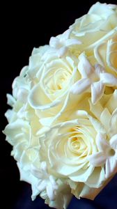 Preview wallpaper roses, flowers, white, flower, tenderness