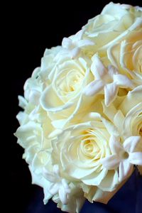 Preview wallpaper roses, flowers, white, flower, tenderness