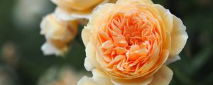 Preview wallpaper roses, flowers, yellow, plant, bloom