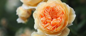 Preview wallpaper roses, flowers, yellow, plant, bloom