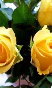 Preview wallpaper roses, flowers, yellow, bud, close-up