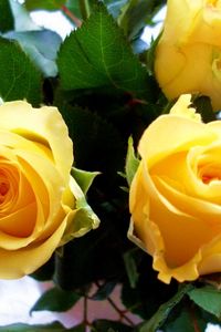 Preview wallpaper roses, flowers, yellow, bud, close-up