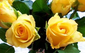 Preview wallpaper roses, flowers, yellow, bud, close-up