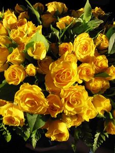 Preview wallpaper roses, flowers, yellow, flower, leaf, beauty