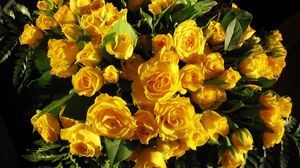 Preview wallpaper roses, flowers, yellow, flower, leaf, beauty