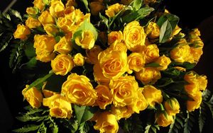 Preview wallpaper roses, flowers, yellow, flower, leaf, beauty