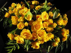 Preview wallpaper roses, flowers, yellow, flower, leaf, beauty