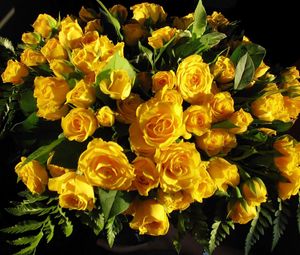Preview wallpaper roses, flowers, yellow, flower, leaf, beauty