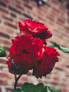 240x320 Wallpaper roses, garden, bush, petals, blur, red, buds