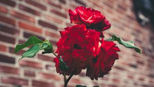 Preview wallpaper roses, garden, bush, petals, blur, red, buds