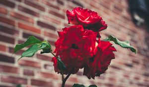 Preview wallpaper roses, garden, bush, petals, blur, red, buds