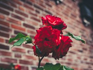 Preview wallpaper roses, garden, bush, petals, blur, red, buds