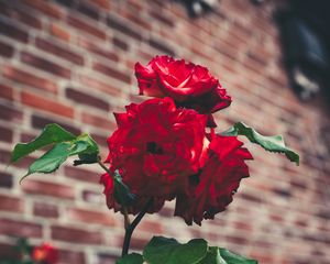 Preview wallpaper roses, garden, bush, petals, blur, red, buds