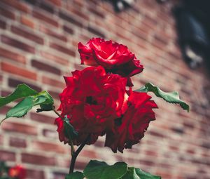 Preview wallpaper roses, garden, bush, petals, blur, red, buds