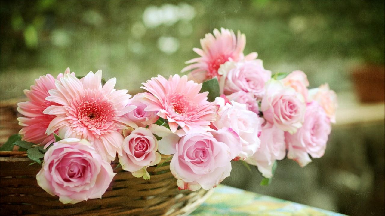 Wallpaper roses, gerbera, flower, basket