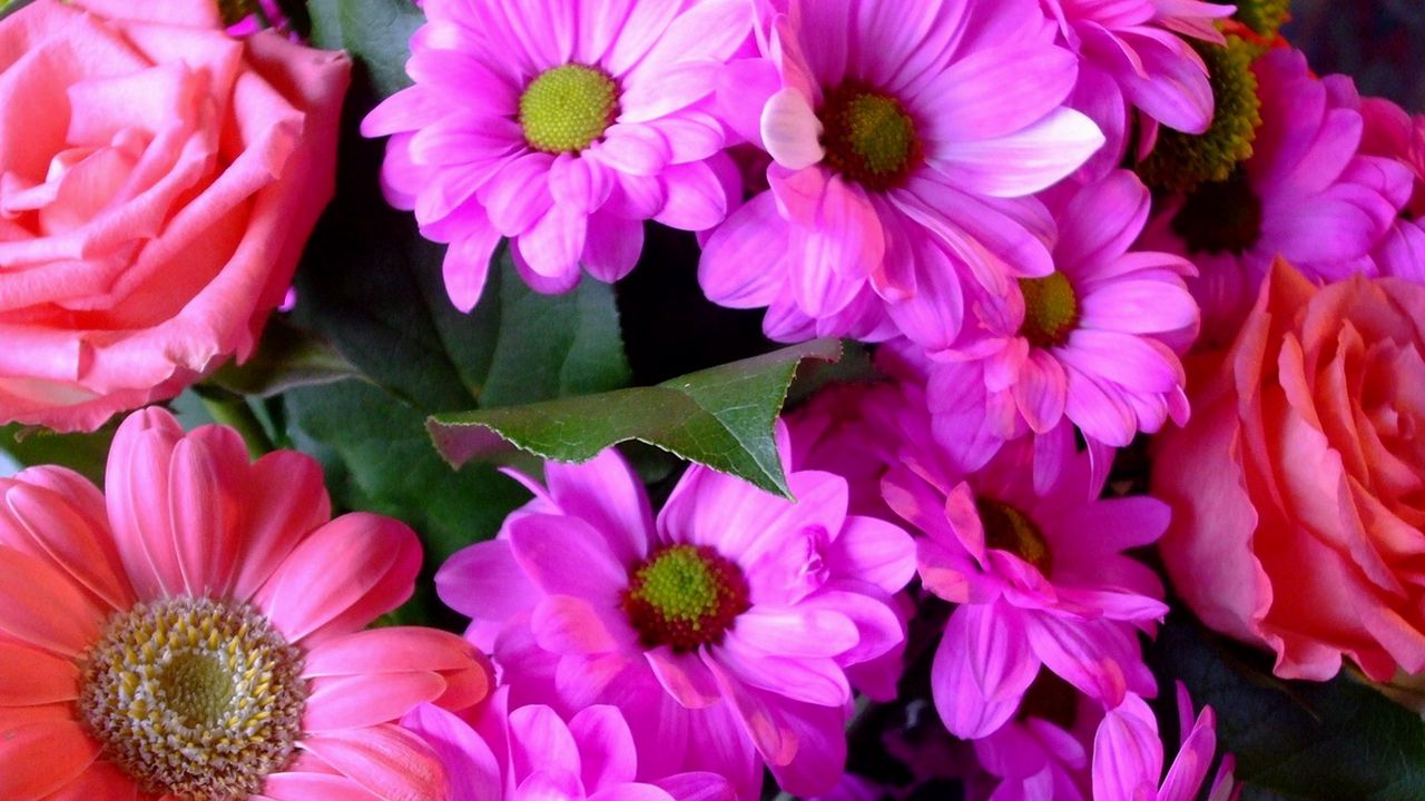 Wallpaper roses, gerbera, flowers, bouquet, close-up