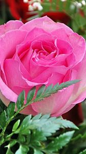 Preview wallpaper roses, gypsophila, leaves, close up