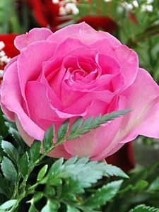 Preview wallpaper roses, gypsophila, leaves, close up