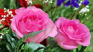 Preview wallpaper roses, gypsophila, leaves, close up